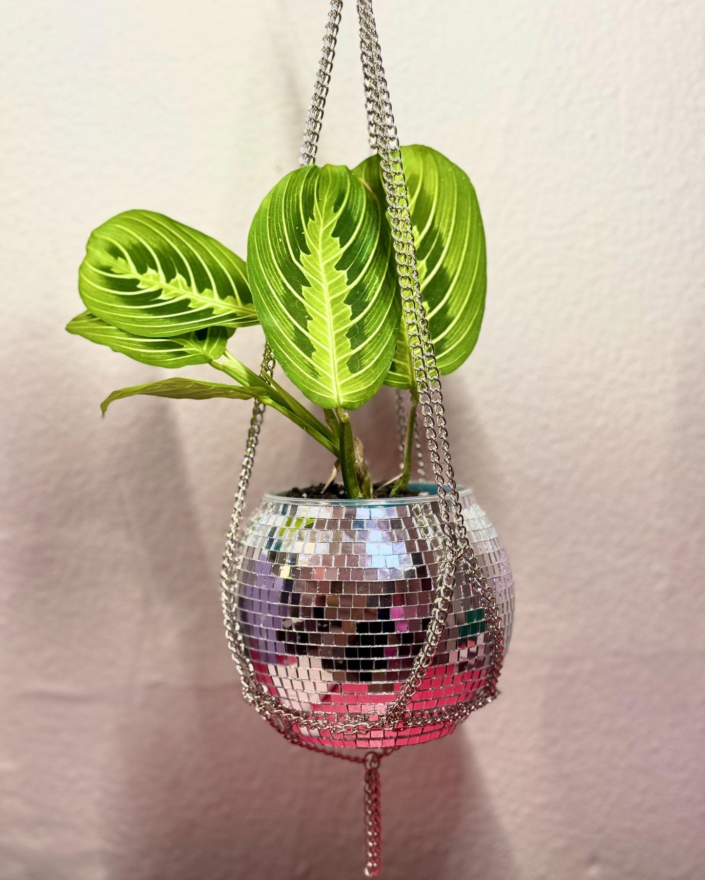5” Disco Planter