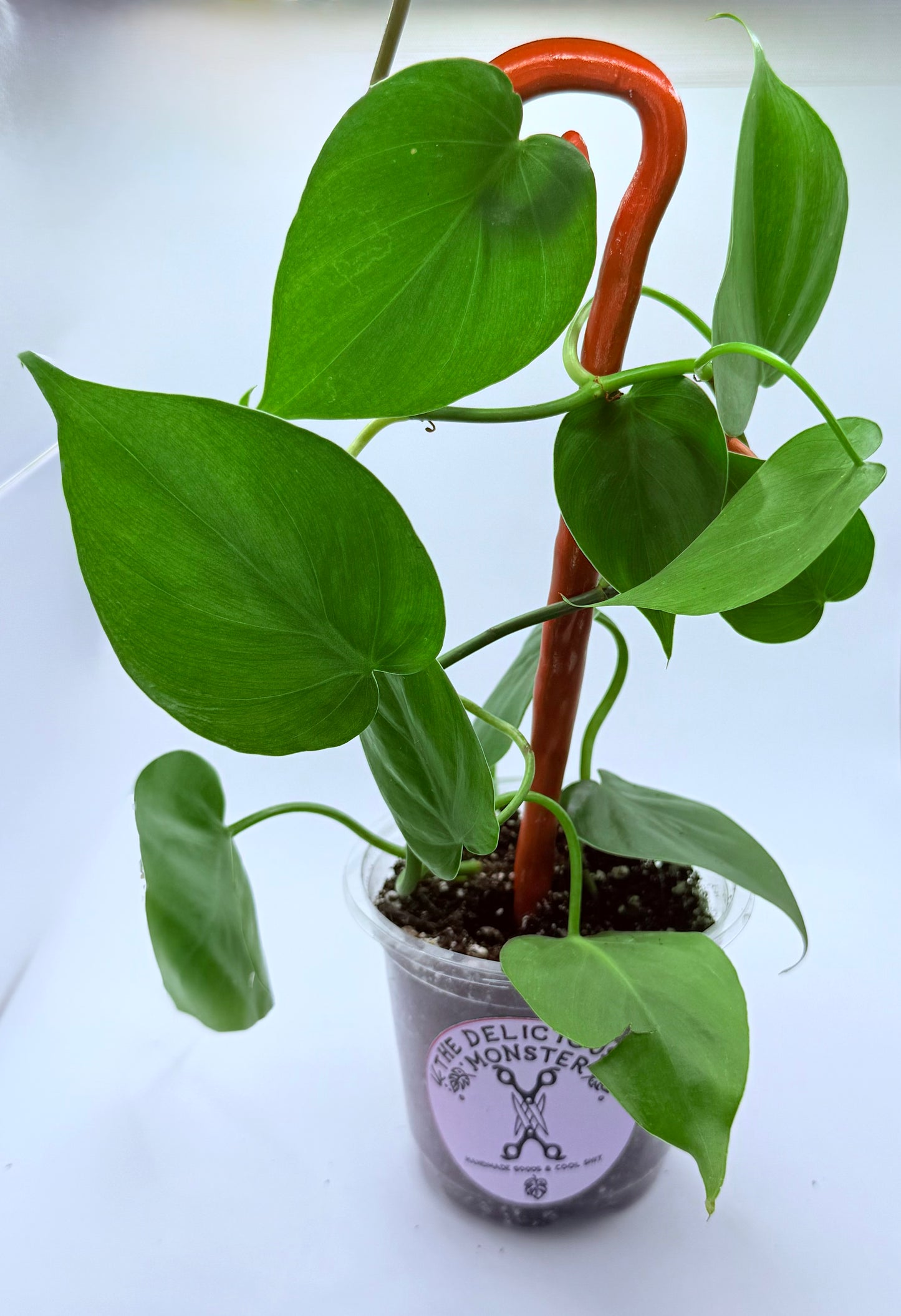 Clay Plant Support Stakes