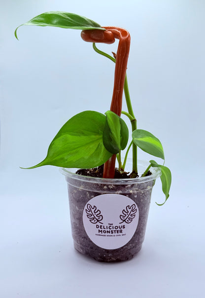 Clay Plant Support Stakes